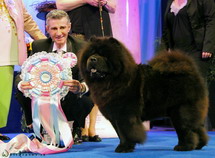 Puppy of the Year 2012