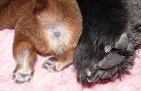 Difference in paws