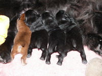 The litter
