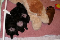 Belly up