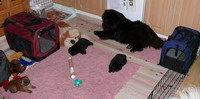 The new puppy garden