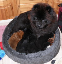 mom and puppies
