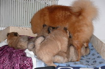 Willis first litter