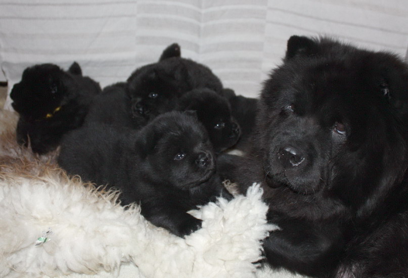 Willis second litter