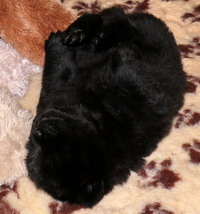 sleepingden