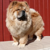 Willi 6 months